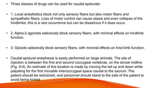 • Three classes of drugs can be used for caudal epidurals:
• 1. Local anesthetics block not only sensory fibers but also motor fibers and
sympathetic fibers. Loss of motor control can cause ataxia and even collapse of the
hindlimbs; this is a rare occurrence but can be disastrous if it does occur.
• 2. Alpha-2 agonists selectively block sensory fibers, with minimal effects on hindlimb
function.
• 3. Opioids selectively block sensory fibers, with minimal effects on hind limb function.
• Caudal epidural anesthesia is easily performed on large animals. The site of
injection is between the first and second coccygeal vertebrae, on the dorsal midline
(Fig. 8-4). An estimate of this location is made by moving the tail up and down while
palpating for the first movable intercoccygeal space caudal to the sacrum. The
patient should be restrained, and personnel should stand to the side of the patient to
avoid being kicked.
 