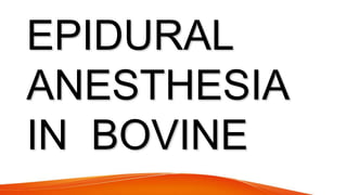 EPIDURAL
ANESTHESIA
IN BOVINE
 