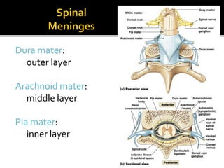Figure 13–3
Dura mater:
outer layer
Arachnoid mater:
middle layer
Pia mater:
inner layer
 