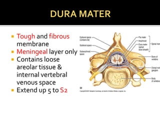  Tough and fibrous
membrane
 Meningeal layer only
 Contains loose
areolar tissue &
internal vertebral
venous space
 Extend up 5 to S2
 