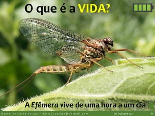 A Efêmera vive de uma hora a um dia
O que é a VIDA?
D a n i e l d e C a r v a l h o L u z – d a n i e l . l u z 2 0 2 0 @ h o t m a i l . c o m Tel. (15) 9 9126 5571 25
 