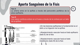Aporte Sanguíneo de la Fisis
oEn las lesiones epifisarias lo fundamental es el
daño a la irrigación de la epífisis
oAbastecimiento vascular hacia el lado epifisario
(lado E) de la fisis
oAbastecimiento vascular hacia el lado
metafisario (lado M) de la fisis
Tipo A
La arteria entra en la epífisis a través del pericondrio periférico de la
placa epifisaria.
Tipo B
Los vasos nutritivos entran en el hueso a través de la corteza por un lado
de la epífisis.
 