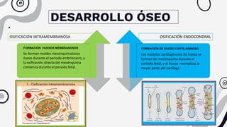DESARROLLO ÓSEO
OSIFICACIÓN INTRAMEMBRANOSA OSIFICACIÓN ENDOCONDRAL
FORMACIÓN HUESOS MEMBRANOSOS
Se forman moldes mesenquimatosos
óseos durante el periodo embrionario, y
la osificación directa del mesénquima
comienza durante el periodo fetal.
FORMACIÓN DE HUESO CARTILAGINOSO
Los modelos cartilaginosos de hueso se
forman de mesénquima durante el
periodo fetal, y el hueso reemplaza la
mayor parte del cartílago
 