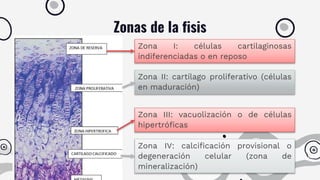 Zonas de la fisis
Zona I: células cartilaginosas
indiferenciadas o en reposo
Zona II: cartílago proliferativo (células
en maduración)
Zona III: vacuolización o de células
hipertróficas
Zona IV: calcificación provisional o
degeneración celular (zona de
mineralización)
 
