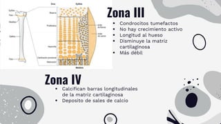 Zona III
 Condrocitos tumefactos
 No hay crecimiento activo
 Longitud al hueso
 Disminuye la matriz
cartilaginosa
 Más débil
Zona IV
 Calcifican barras longitudinales
de la matriz cartilaginosa
 Deposito de sales de calcio
 