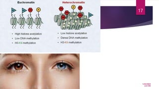 Epigenesis Process Epigenesis.pptx
