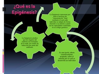 Es una teoría, ahora
científicamente
aceptada, sobre el
método por el cuál se
desarrolla un individuo
La Epigénesis predice
que los órganos del
embrión son formados
de la nada, por medio de
inducción por parte del
ambiente.
La Epigénesis representa por
tanto el proceso de
"sintonización" final
mediante el cual cada
individuo se adapta de forma
eficiente a su entorno a partir
de las capacidades contenidas
en su código genético.
 