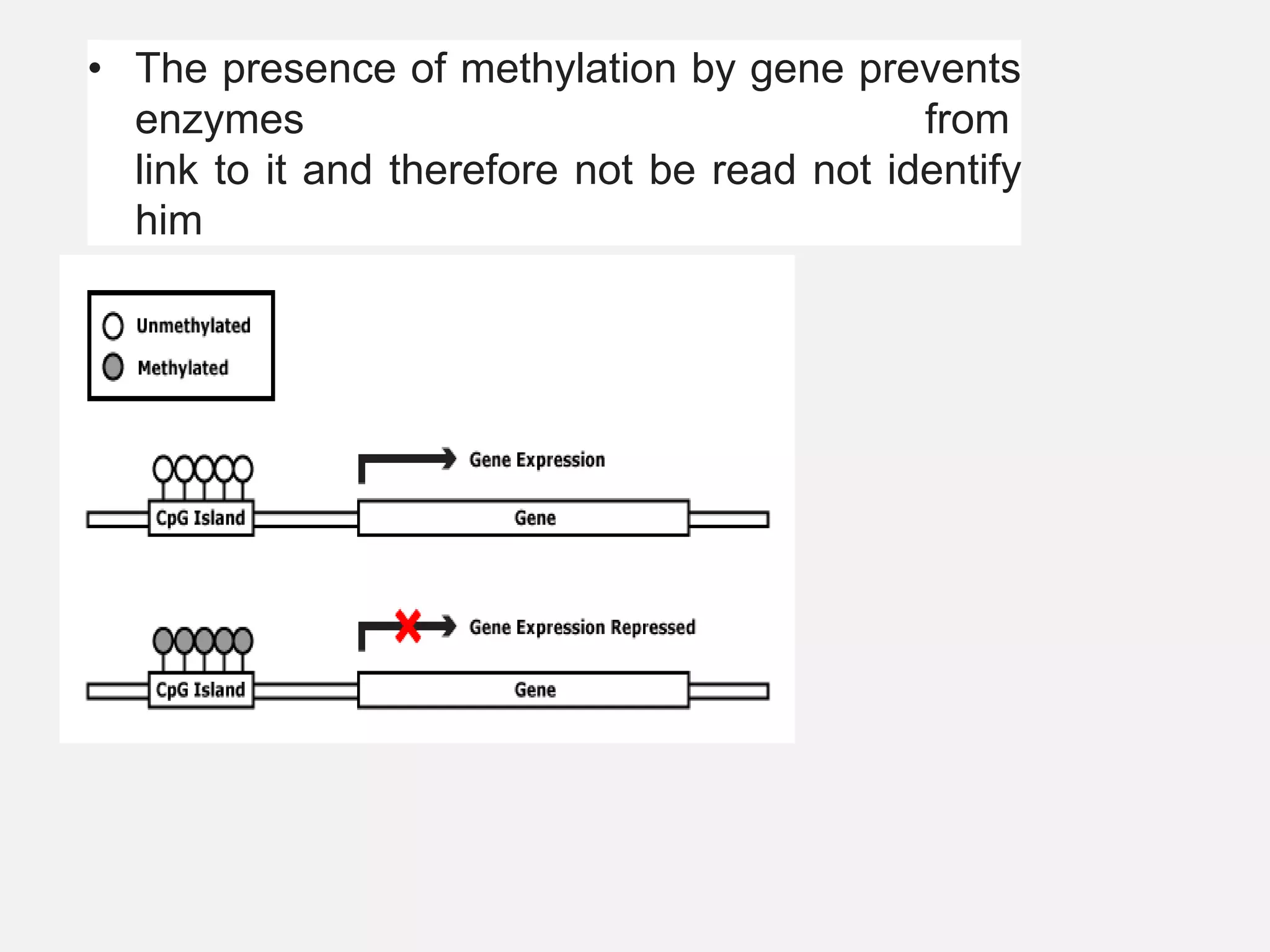 • The presence of methylation by gene prevents
enzymes from
link to it and therefore not be read not identify
him
 