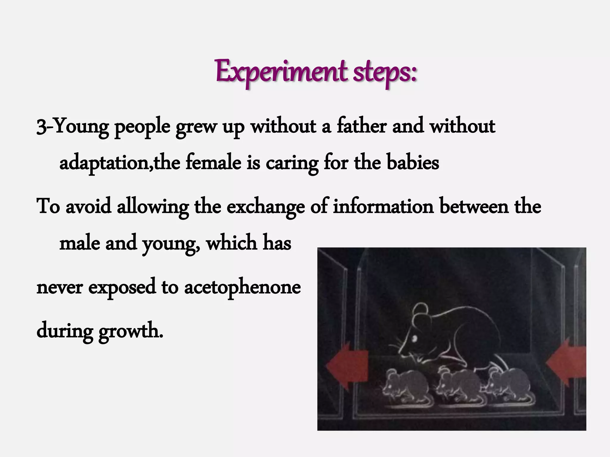 3-Young people grew up without a father and without
adaptation,the female is caring for the babies
To avoid allowing the exchange of information between the
male and young, which has
never exposed to acetophenone
during growth.
Experiment steps:
 