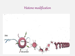 Epigenetic | PPTX