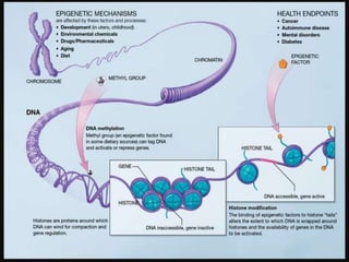 what is Epigenetics and It's Functionality | PPTX
