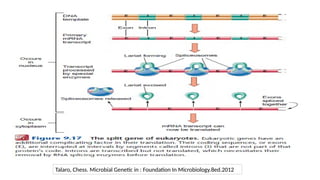 Talaro, Chess. Microbial Genetic in : Foundation In Microbiology.8ed.2012
 