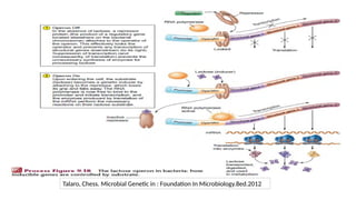Talaro, Chess. Microbial Genetic in : Foundation In Microbiology.8ed.2012
 