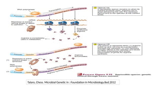 Talaro, Chess. Microbial Genetic in : Foundation In Microbiology.8ed.2012
 