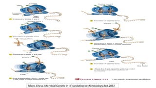 Talaro, Chess. Microbial Genetic in : Foundation In Microbiology.8ed.2012
 