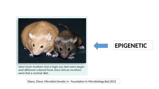 EPIGENETIC
Talaro, Chess. Microbial Genetic in : Foundation In Microbiology.8ed.2012
 