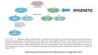 David Sweat.An Overview of the Molecular Basis of Epigenetics.2013
EPIGENETIC
 