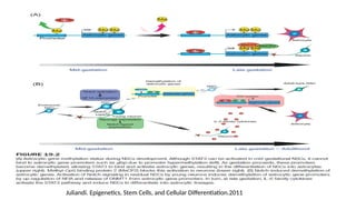 Juliandi. Epigenetics, Stem Cells, and Cellular Differentiation.2011
 