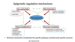 repositioning of nucleosomes
incorporation of histone variants
methylation,
acetylation,
phosphorylation,
ubiquitination,
sumoylation, etc…
Long ncRNAs
small RNAs
Cytosine methylation
Adenine methylation
Epigenetic regulation mechanisms
Gene Expression
Non-coding RNAs
Histone Modifications Chromatin remodeling
DNA Methylation
• All these mechanisms realized by the specific pathways and demands specific enzymes
small RNAs
Igor Yakovlev.2016
 