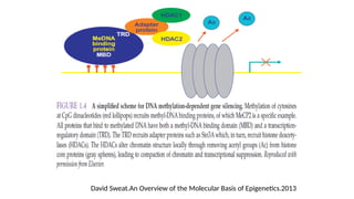 David Sweat.An Overview of the Molecular Basis of Epigenetics.2013
 