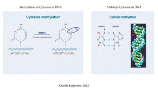 Methylation of Cytosine in DNA 5-Methyl Cytosine in DNA
A Guide Epigenetic, 2012
 