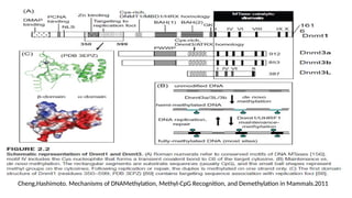 Cheng,Hashimoto. Mechanisms of DNAMethylation, Methyl-CpG Recognition, and Demethylation in Mammals.2011
 