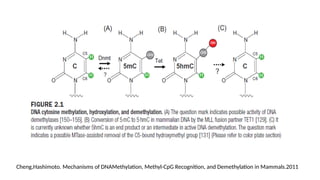 Cheng,Hashimoto. Mechanisms of DNAMethylation, Methyl-CpG Recognition, and Demethylation in Mammals.2011
 