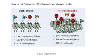 Structure & Epigenetics of Euchromatin vs Heterochromatin
A Guide Epigenetic, 2012
 