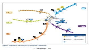 A Guide Epigenetic, 2012
 