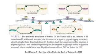 David Sweat.An Overview of the Molecular Basis of Epigenetics.2013
 