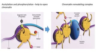 Acetylation and phosphorylation –help to open
chromatin
Chromatin remodeling complex
 