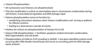 c. Histone Phosphorylation
• All nucleosome core histones are phosphorylated
• That this modification is critical as intermediate step in chromosome condensation during
cell division, transcriptional regulation and DNA damage repair
• Histone phosphorylation seems to function by :
• establishing interactions between other histone modifications and serving as platform
for effector proteins
• leading to a downstream cascade of events.
• Markers for mitosis are phosphorylation of histone H3 at S10
• Histone H2B phosphorylation → facilitates apoptosis-related chromatin condensation,
DNA fragmentation and cell death
• Phosphorylation of H2AX at S139 (resulting in γH2AX) → has been identified earliest event
occurring after DNA double-strand break and serves as recruiting point for DNA damage
repair proteins
 