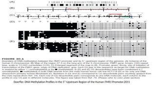 Doerfler. DNA Methylation Profiles in the 5”-Upstream Region of the Human FMR1 Promoter.2011
 