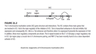 Dvash,Fan. Epigenetics of X Chromosome Inactivation.2011
 
