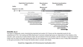 Dvash,Fan. Epigenetics of X Chromosome Inactivation.2011
 