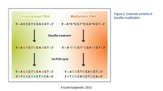A Guide Epigenetic, 2012
 