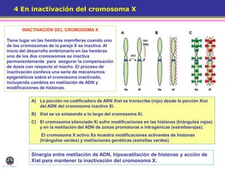 INACTIVACIÓN DEL CROMOSOMA X
Tiene lugar en las hembras mamíferas cuando uno
de los cromosomas de la pareja X se inactiva. Al
inicio del desarrollo embrionario en las hembras
uno de los dos cromosomas se inactiva
permanentemente para asegurar la compensación
de dosis con respecto al macho. El proceso de
inactivación conlleva una serie de mecanismos
epigenéticos sobre el cromosoma inactivado,
incluyendo cambios en metilación de ADN y
modificaciones de histonas.
4 En inactivación del cromosoma X
J. A. Lozano
A) La porción no codificadora de ARN Xist se transcribe (rojo) desde la porción Xist
del ADN del cromosoma inactivo Xi.
B) Xist se va enlazando a lo largo del cromosoma Xi.
C) El cromosoma silenciado Xi sufre modificaciones en las histonas (triángulos rojos)
y en la metilación del ADN de zonas promotoras e intragénicas (estrellasrojas).
El cromosoma X activo Xa muestra modificaciones activantes de histonas
(triángulos verdes) y metilaciones genéticas (estrellas verdes).
Sinergia entre metilación de ADN, hipoacetilación de histonas y acción de
Xist para mantener la inactivación del cromosoma X.
 
