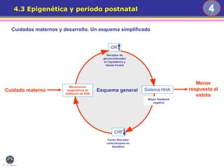 4
J. A. Lozano
4.3 Epigenética y periodo postnatal
Cuidado materno
GR
Receptor de
glucocorticoides
en hipotálamo y
lóbulo frontal
CRF
Factor liberador
corticotropina en
hipotáma
Menor
respuesta al
estrés
Sistema HHA
Mayor feedback
negativo
Mecanismos
epigenéticos de
metilación de ADN
Cuidados maternos y desarrollo. Un esquema simplificado
Esquema general
 