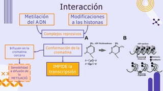 Metilación
del A DN
Modificaciones
a las histonas
Interacción
Complejos represivos
Conformación de la
cromatina
IMPIDE la
transcripsión
Influyen en la
cromatina
cercana
Sensibilidad
a difusión de
la
METILACIÓ
N
 