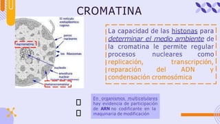 CROMATINA
La capacidad de las histonas para
determinar el medio ambiente de
la cromatina le permite regular
procesos nucleares como
replicación, transcripción,
reparación del ADN y
condensación cromosómica
En organismos multicelulares
hay evidencia de participación
de ARN no codificante en la
maquinaria de modificación
👁
👁
 
