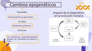 Lo vuelve
Cambios epigenéticos
Transmitidos
De generación en generación
Mecanismo potencial
Las influencias medioambientales
pueden ser heredadas de padres a
hijos
Por el cual
Impacto de la Epigenética
en la evolución humana
 