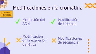 Metilación del
ADN
✔ Modificación
de histonas
✔
Modificación
❌ en la expresión
genética
Modificaciones
❌ de secuencia
Modificaciones en la cromatina
• Dinámico
• Reversible
 