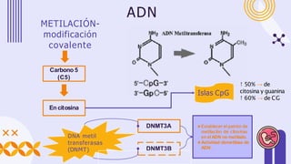 ADN
METILACIÓN-
modificación
covalente
En citosina
Carbono 5
(C5)
Islas CpG
↑ 50% → de
citosina y guanina
↑ 60% → de CG
DNA metil
transferasas
(DNMT)
DNMT3A
DNMT3B
★Establecer el patrón de
metilación de citosinas
en el ADN no metilado.
★Actividad demetilasa de
ADN .
 