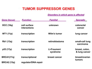TUMOR SUPPRESSOR GENES
Disorders in which gene is affected
Gene (locus) Function Familial Sporadic
DCC (18q) cell surface unknown colorectal
interactions cancer
WT1 (11p) transcription Wilm’s tumor lung cancer
Rb1 (13q) transcription retinoblastoma small-cell lung
carcinoma
p53 (17p) transcription Li-Fraumeni breast, colon,
syndrome & lung cancer
BRCA1(17q) transcriptional breast cancer breast/ovarian
tumors
BRCA2 (13q) regulator/DNA repair
 