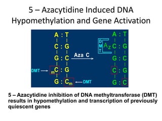 5 – Azacytidine Induced DNA
Hypomethylation and Gene Activation
5 – Azacytidine inhibition of DNA methyltransferase (DMT)
results in hypomethylation and transcription of previously
quiescent genes
A : T
C : G
G : C
C : G
G : C
A : T
C : G
G : C
C : G
G : C
m
m DMT
DMT
AZ
D
M
T
Aza C
 