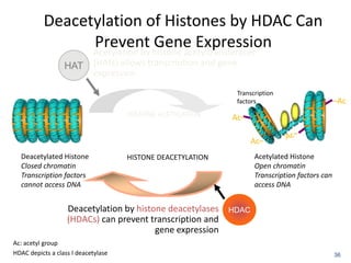 Deacetylation of Histones by HDAC Can
Prevent Gene Expression
36
Acetylation by histone acetyltransferases
(HATs) allows transcription and gene
expression
Deacetylation by histone deacetylases
(HDACs) can prevent transcription and
gene expression
HAT
HISTONE ACETYLATION
HISTONE DEACETYLATION
HDAC
Acetylated Histone
Open chromatin
Transcription factors can
access DNA
Deacetylated Histone
Closed chromatin
Transcription factors
cannot access DNA
Ac: acetyl group
HDAC depicts a class I deacetylase
Transcription
factors –Ac
Ac–
Ac–
 