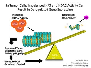 In Tumor Cells, Imbalanced HAT and HDAC Activity Can
Result in Deregulated Gene Expression
38
Tumor
Cell
Unchecked Cell
Growth and Survival
Decreased Tumor
Suppressor Gene
Activity (p21, p27)
Increased
HDAC Activity
Decreased
HAT Activity
HDAC
HDACHDAC
HAT
Ac: acetyl group
TF: transcription factors
HDAC depicts a class I deacetylase
TF
–Ac
Ac–
 