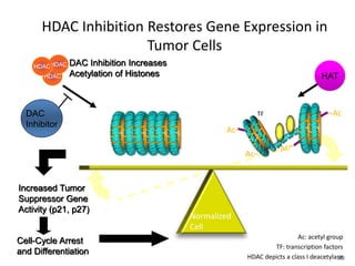 HDAC Inhibition Restores Gene Expression in
Tumor Cells
39
HDAC
HDACHDAC DAC Inhibition Increases
Acetylation of Histones HAT
DAC
Inhibitor
Increased Tumor
Suppressor Gene
Activity (p21, p27)
Cell-Cycle Arrest
and Differentiation
Normalized
Cell
Ac: acetyl group
TF: transcription factors
HDAC depicts a class I deacetylase
–Ac
Ac–
Ac–
TF
 