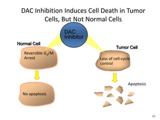 DAC Inhibition Induces Cell Death in Tumor
Cells, But Not Normal Cells
40
Normal Cell
Tumor Cell
Reversible G2/M
Arrest
Apoptosis
Loss of cell-cycle
control
No apoptosis
DAC
Inhibitor
 