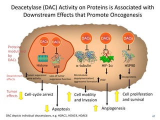 Deacetylase (DAC) Activity on Proteins is Associated with
Downstream Effects that Promote Oncogenesis
41
Proteins
modulated
by
DACs
DAC depicts individual deacetylases, e.g. HDAC1, HDAC4, HDAC6
Histone
DACs DACs
-tubulin HSP90HIF-1
DACs DACs DACs
Tumor suppressor
gene activity
Loss of tumor
suppressor function
Microtubule
depolymerization/
aggresome formation
VEGF
OncoproteinsDownstream
effects
Cell-cycle arrest
Apoptosis
Cell motility
and Invasion
Cell proliferation
and survival
Angiogenesis
Tumor
effects
p53
 